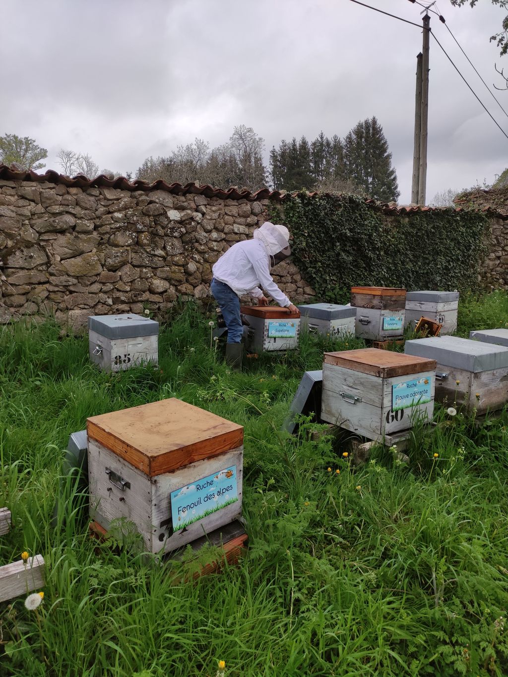 La ruche Fenouil des alpes