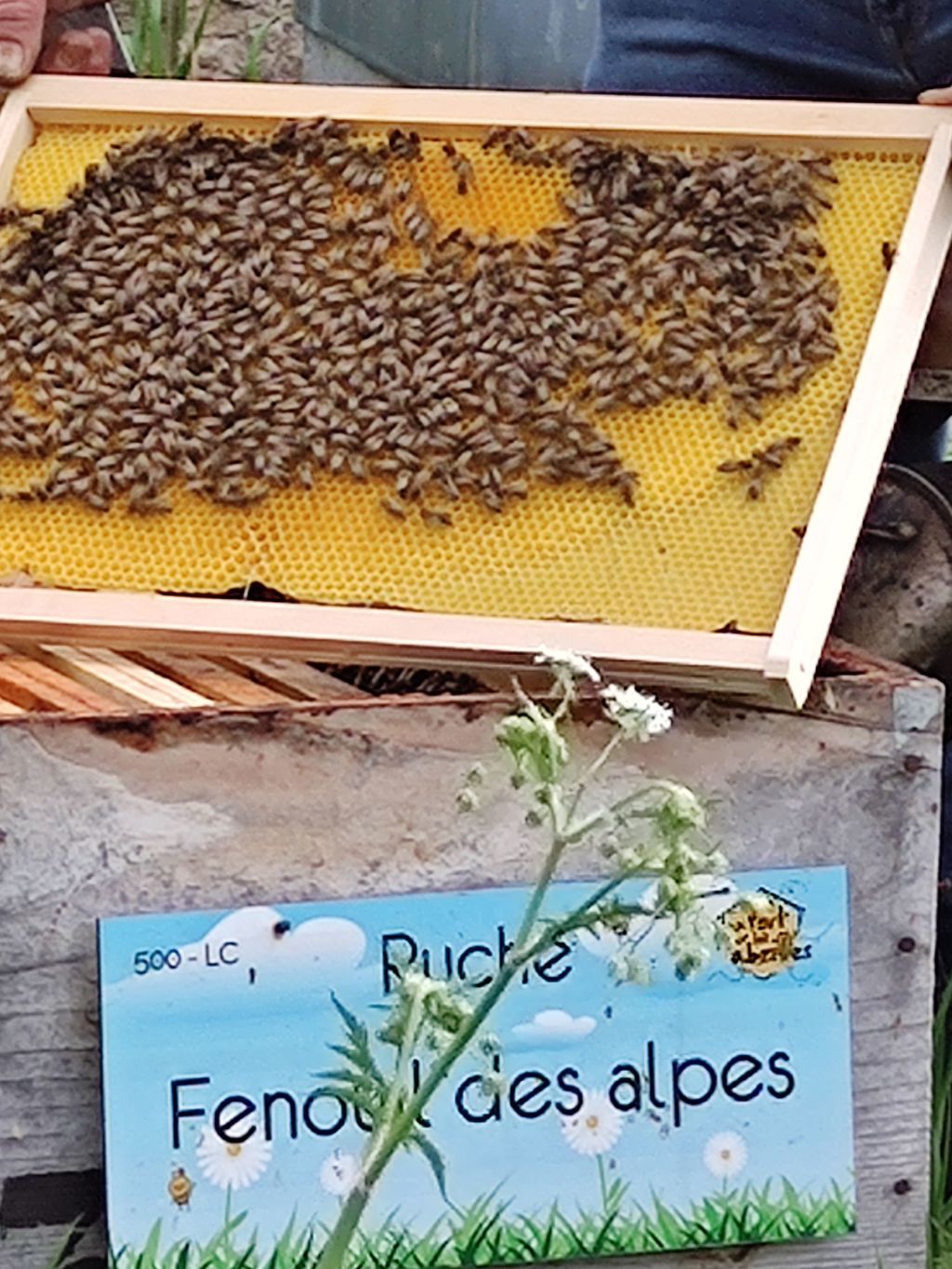 La ruche Fenouil des alpes