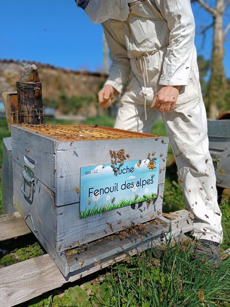 La ruche Fenouil des alpes