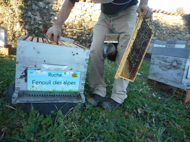 La ruche Fenouil des alpes