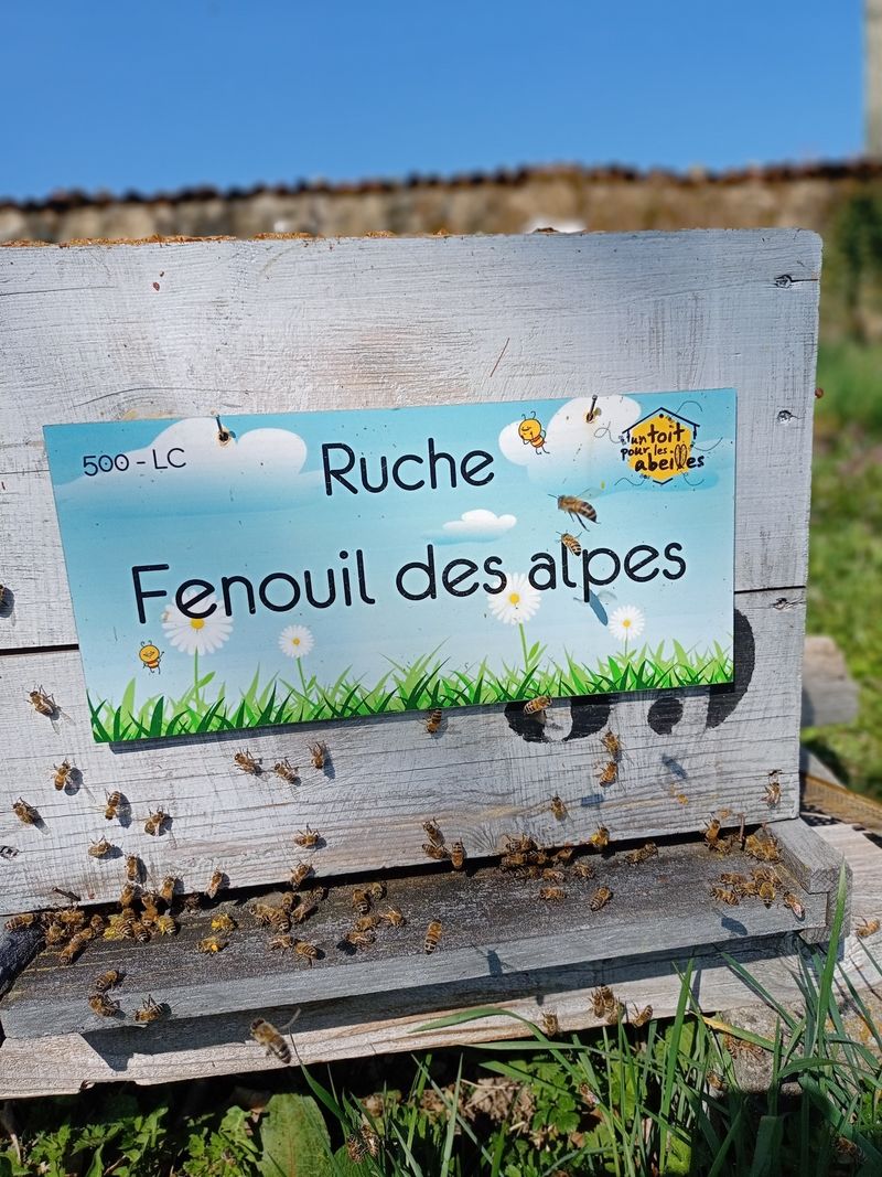 La ruche Fenouil des alpes