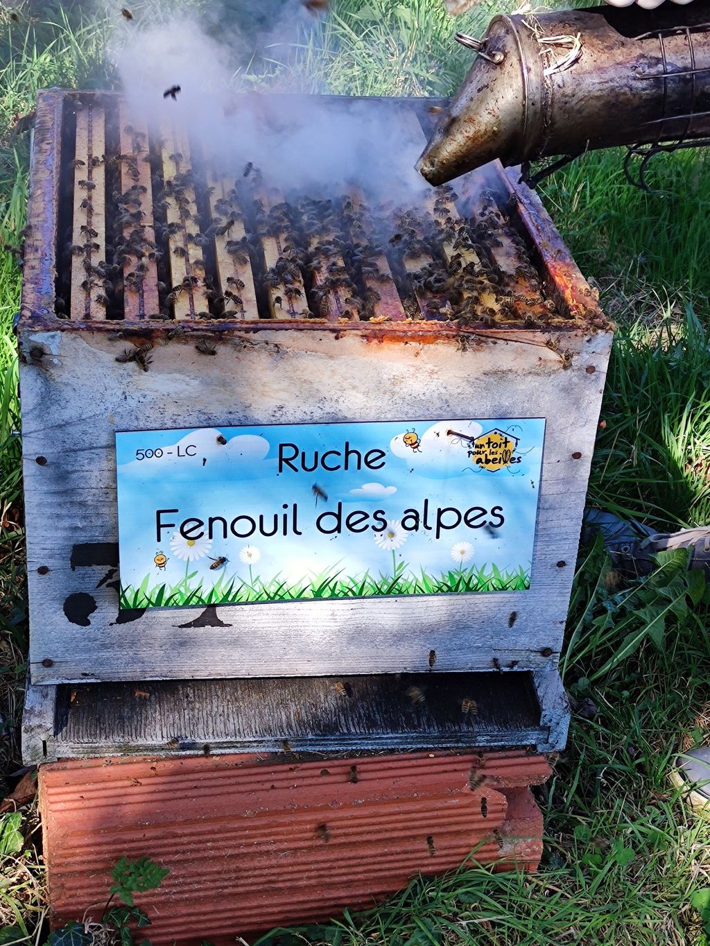 La ruche Fenouil des alpes