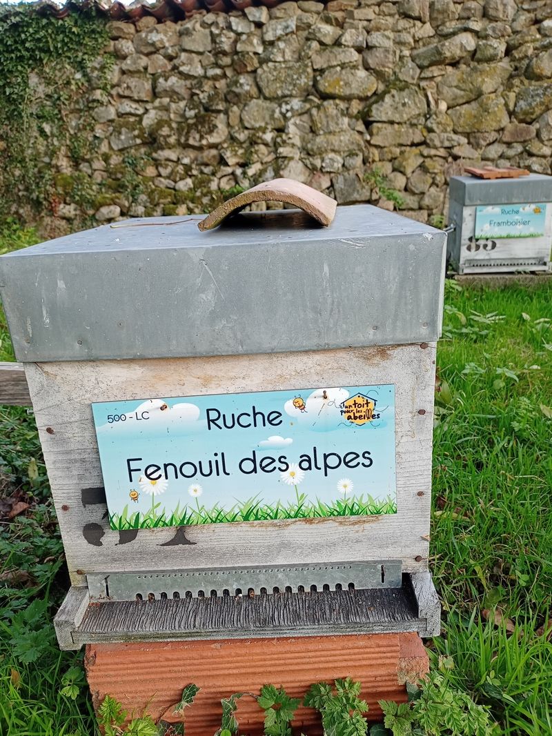 La ruche Fenouil des alpes