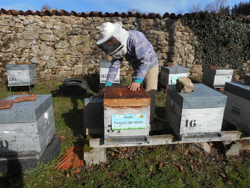 La ruche Fenouil des alpes