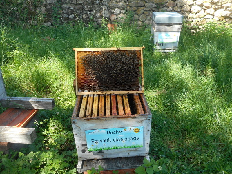 La ruche Fenouil des alpes