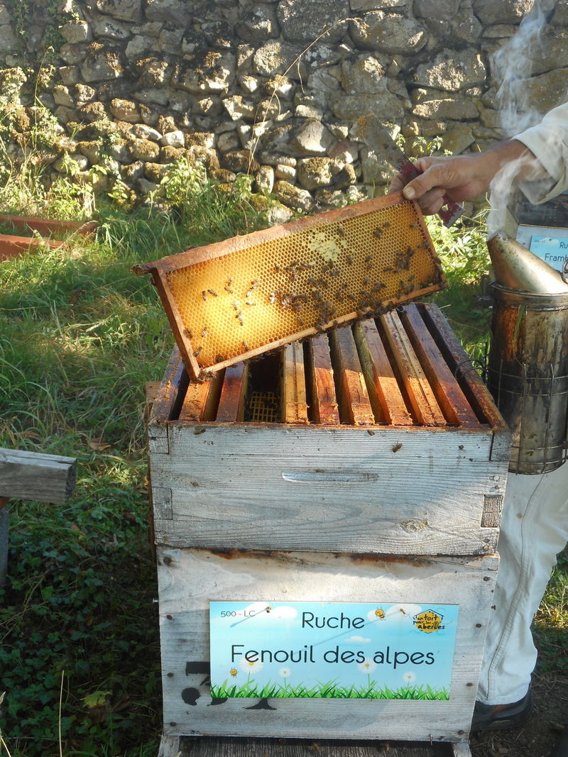 La ruche Fenouil des alpes