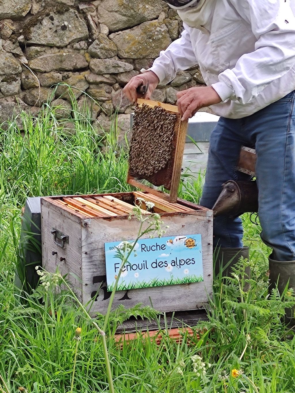 La ruche Fenouil des alpes
