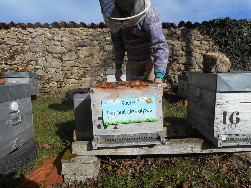 La ruche Fenouil des alpes