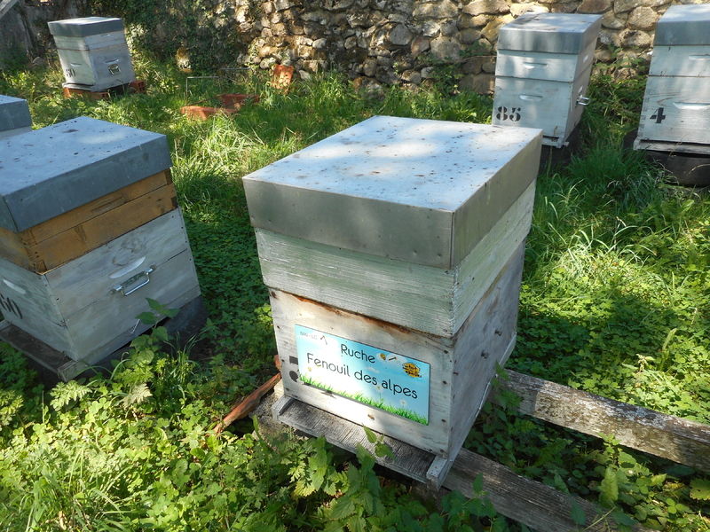 La ruche Fenouil des alpes