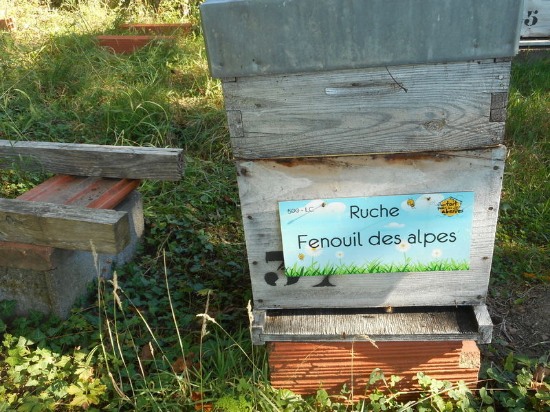 La ruche Fenouil des alpes