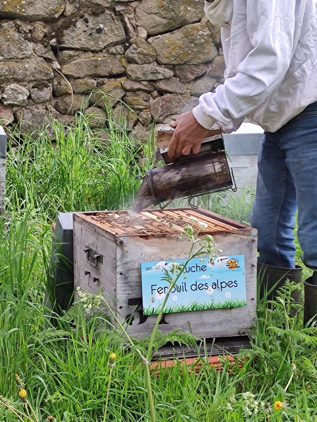 La ruche Fenouil des alpes