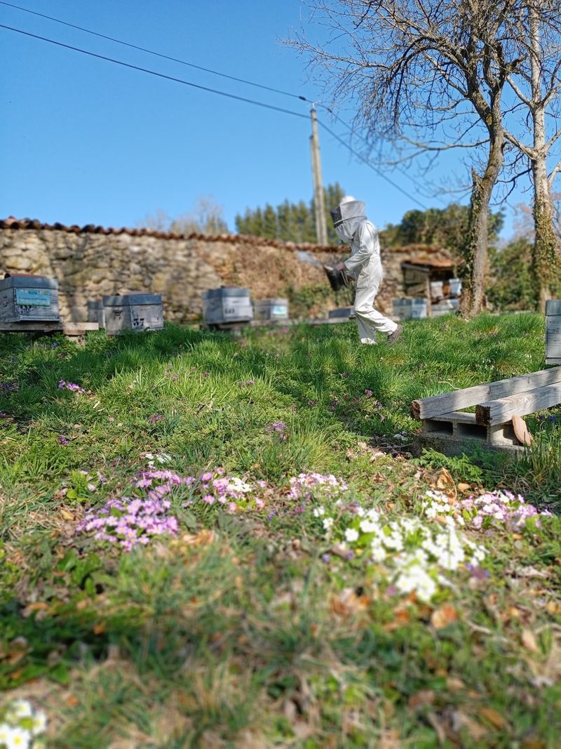 La ruche Fenouil des alpes