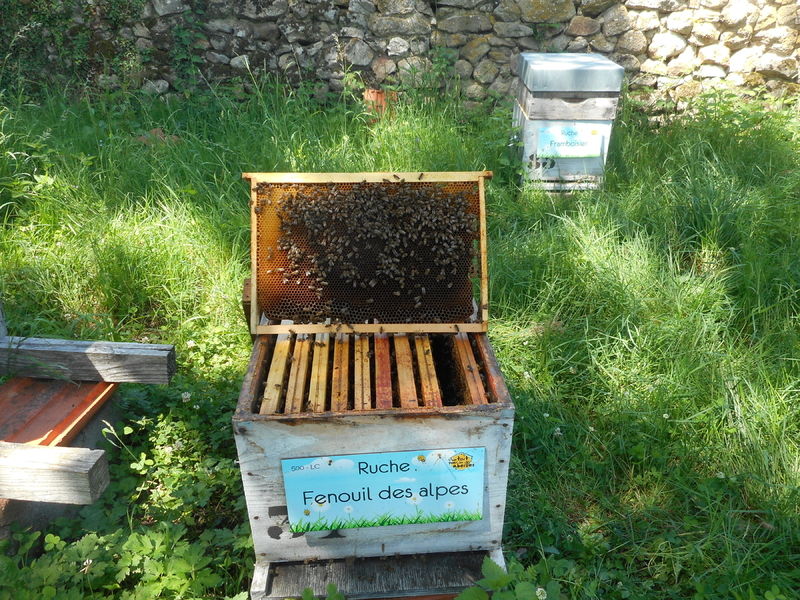 La ruche Fenouil des alpes