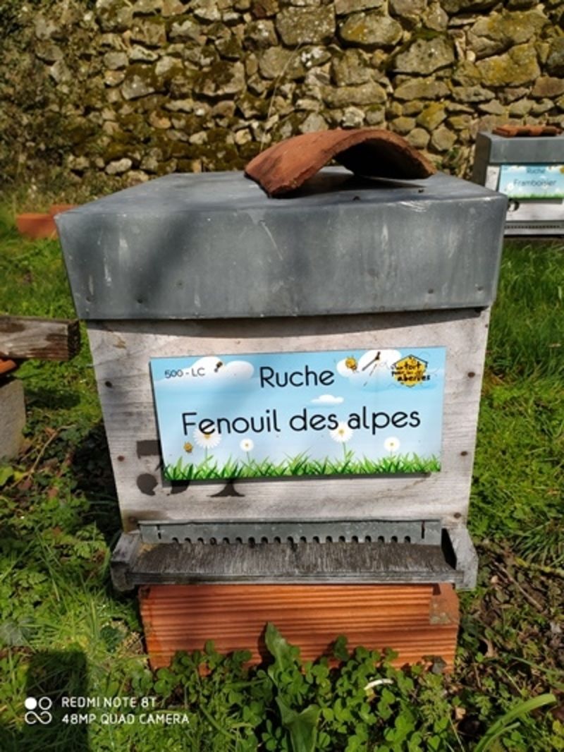 La ruche Fenouil des alpes