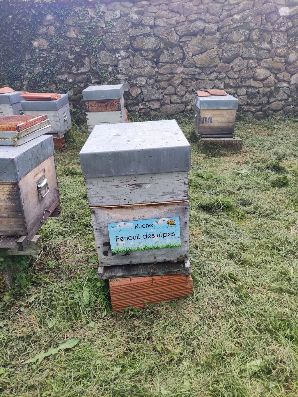 La ruche Fenouil des alpes
