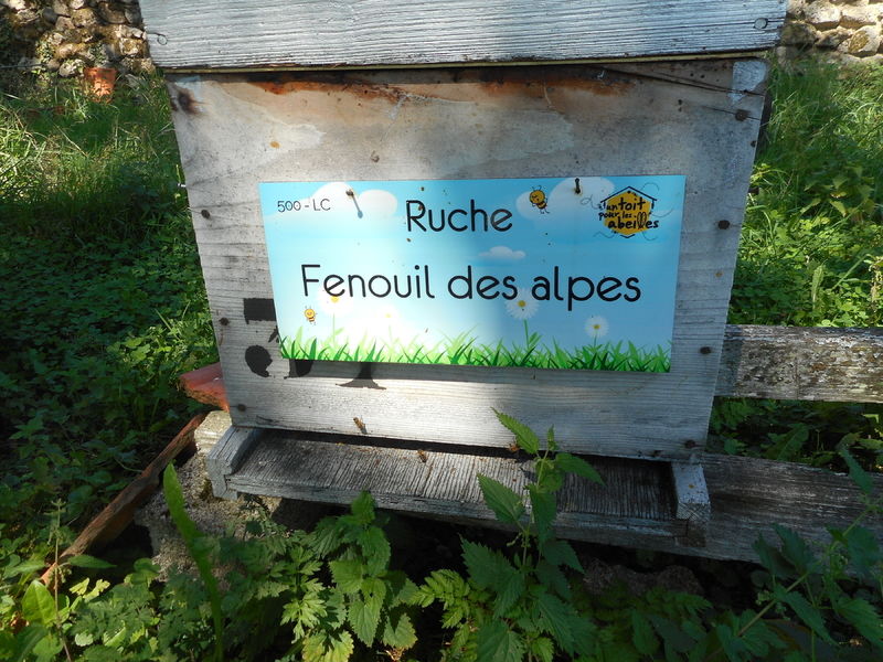 La ruche Fenouil des alpes
