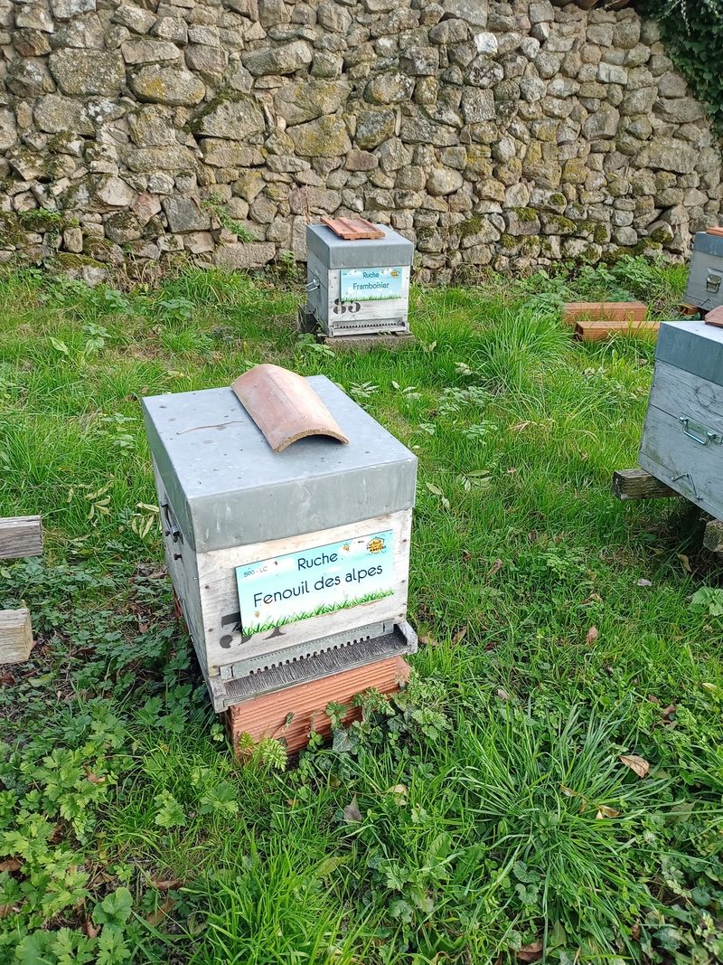 La ruche Fenouil des alpes