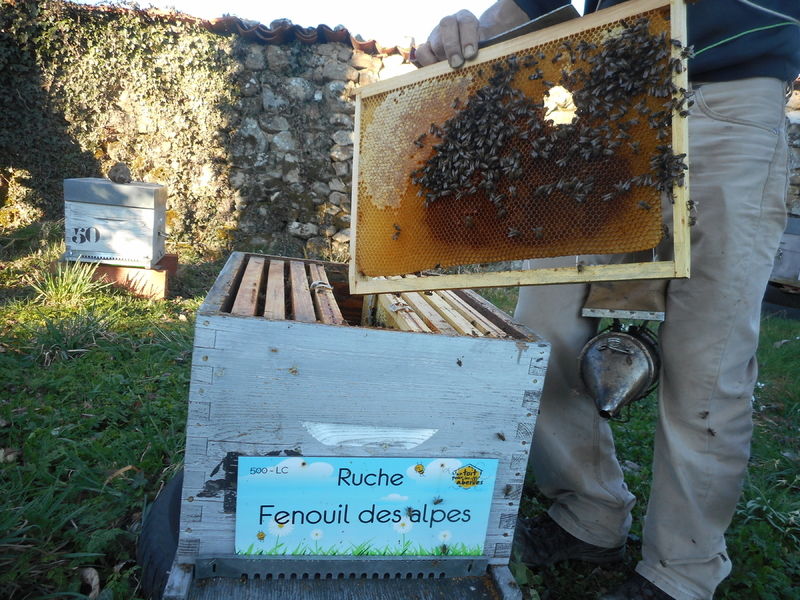 La ruche Fenouil des alpes