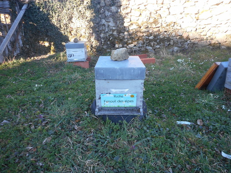 La ruche Fenouil des alpes