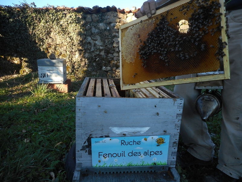 La ruche Fenouil des alpes