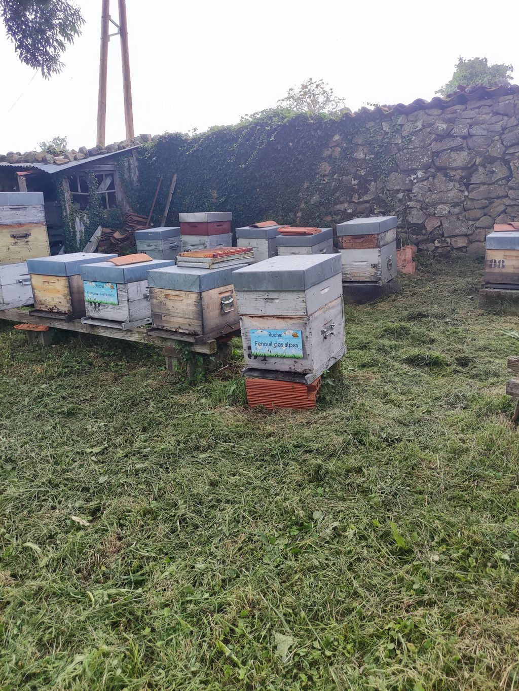 La ruche Fenouil des alpes
