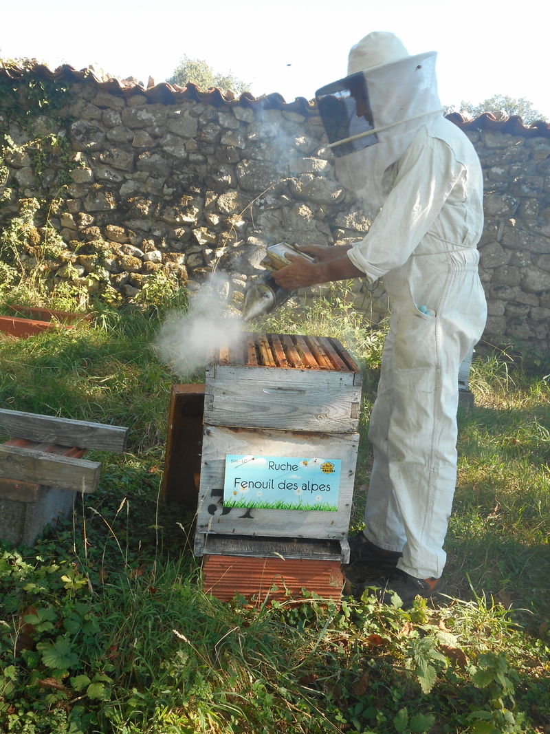 La ruche Fenouil des alpes