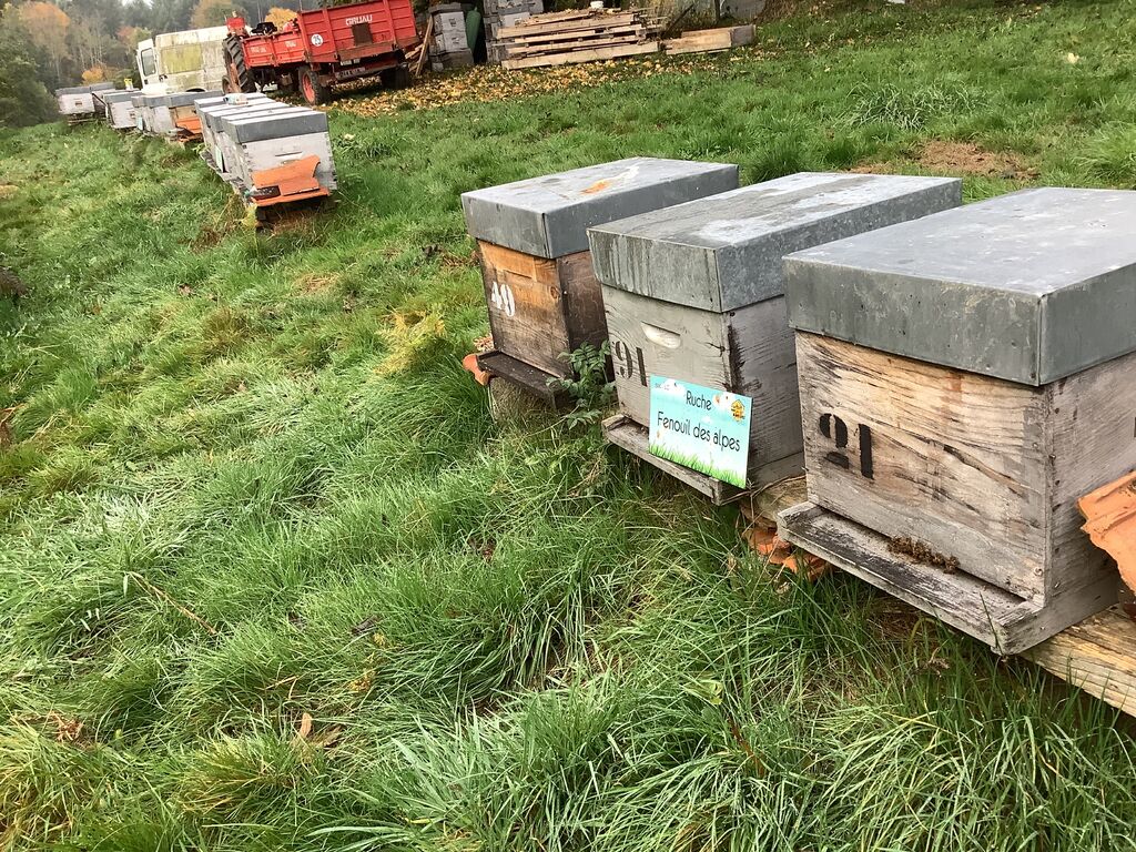 La ruche Fenouil des alpes