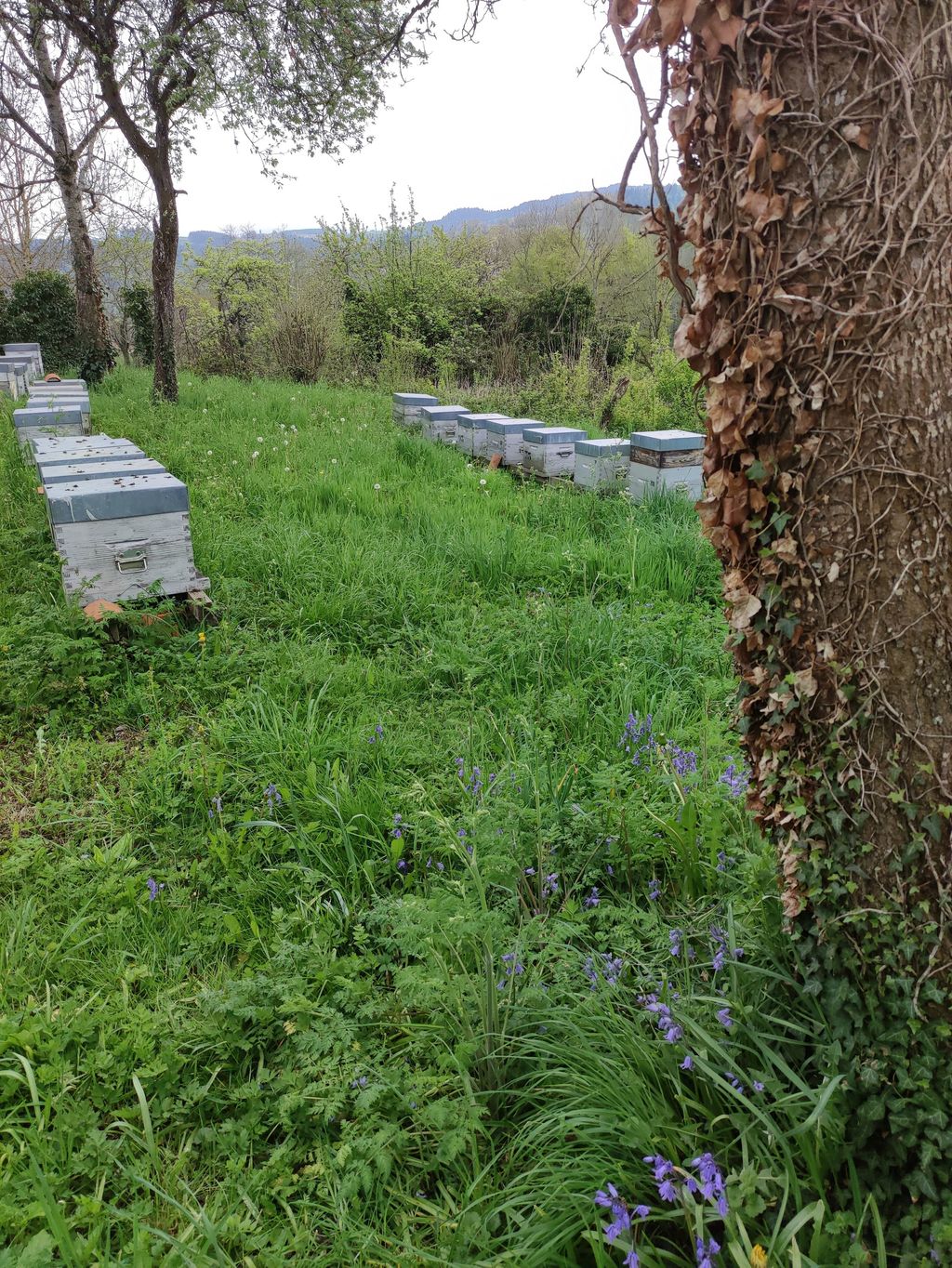 La ruche Fenouil des alpes