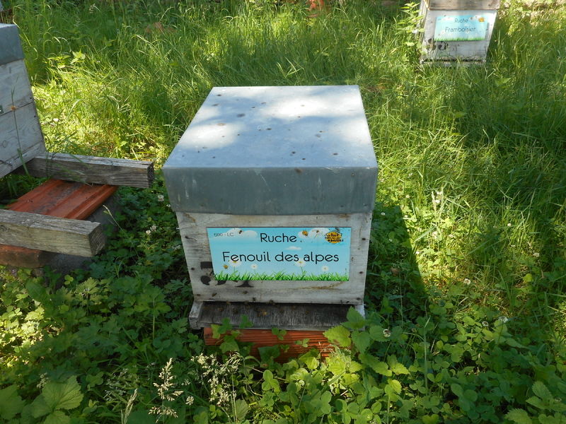 La ruche Fenouil des alpes