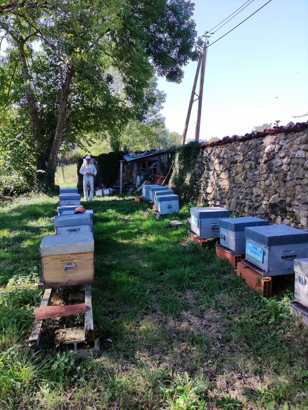 La ruche Fenouil des alpes