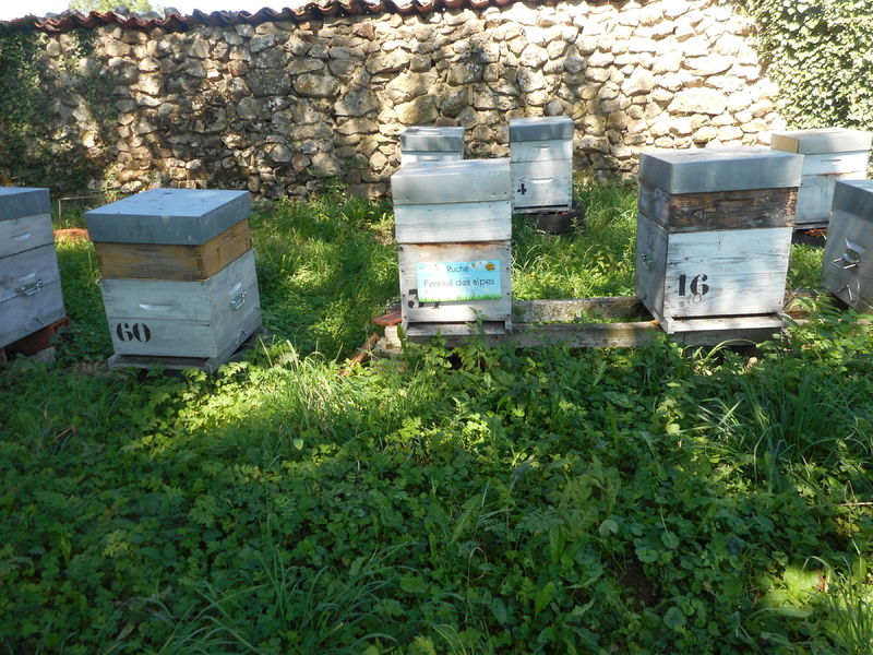 La ruche Fenouil des alpes