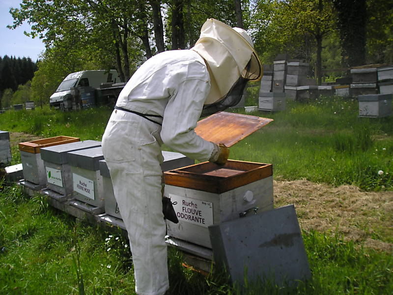 La ruche Flouve odorante