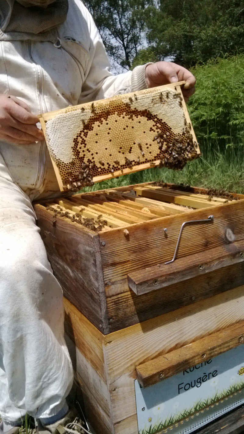 La ruche Fougère