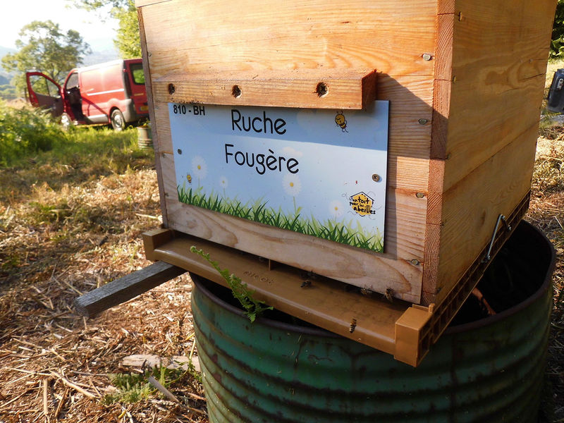 La ruche Fougère
