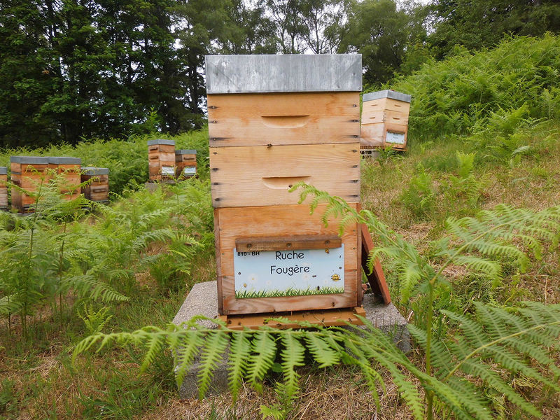 La ruche Fougère