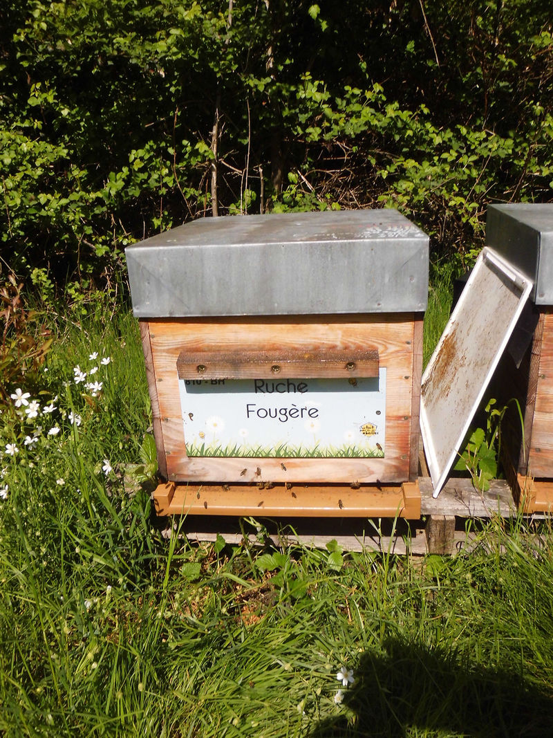 La ruche Fougère
