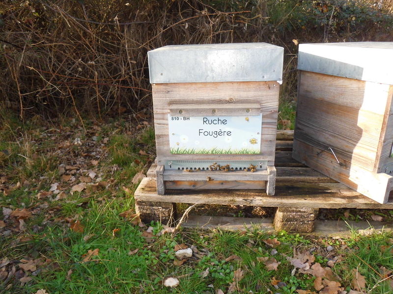 La ruche Fougère