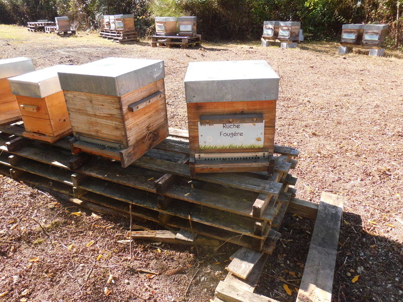 La ruche Fougère