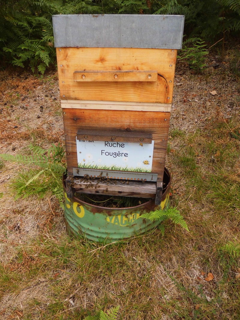 La ruche Fougère