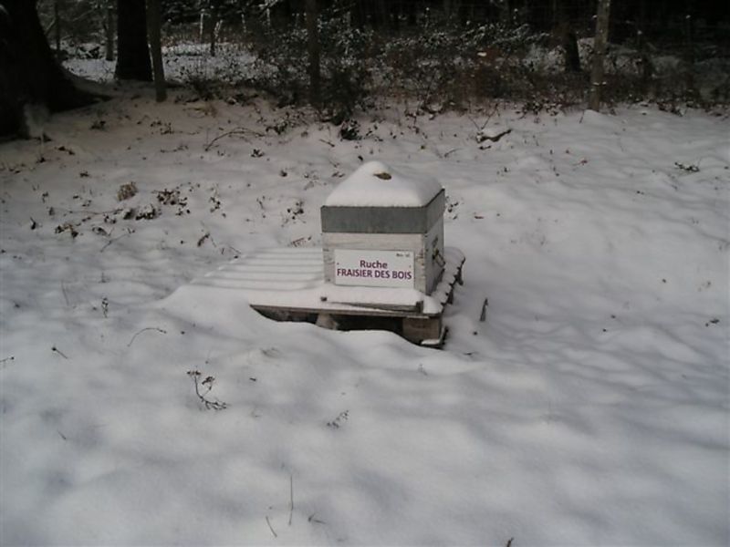 La ruche Fraisier des bois