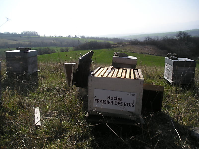 La ruche Fraisier des bois