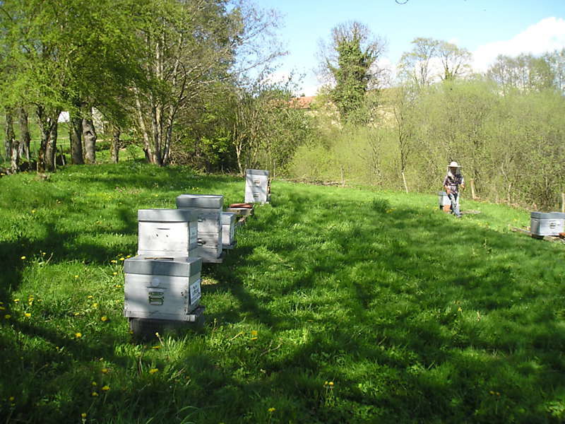 La ruche Fraisier des bois
