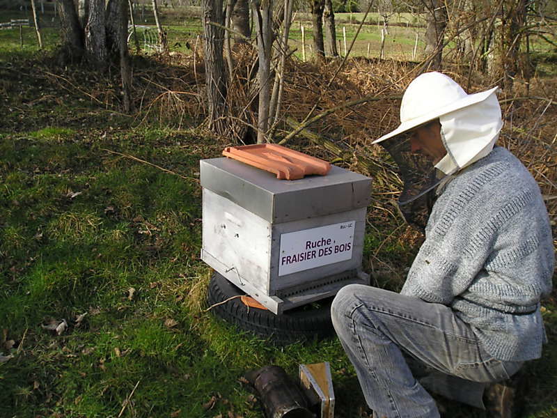 La ruche Fraisier des bois