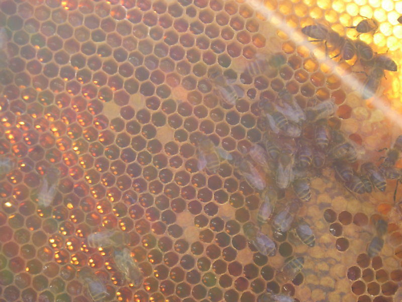 La ruche Fraisier des bois