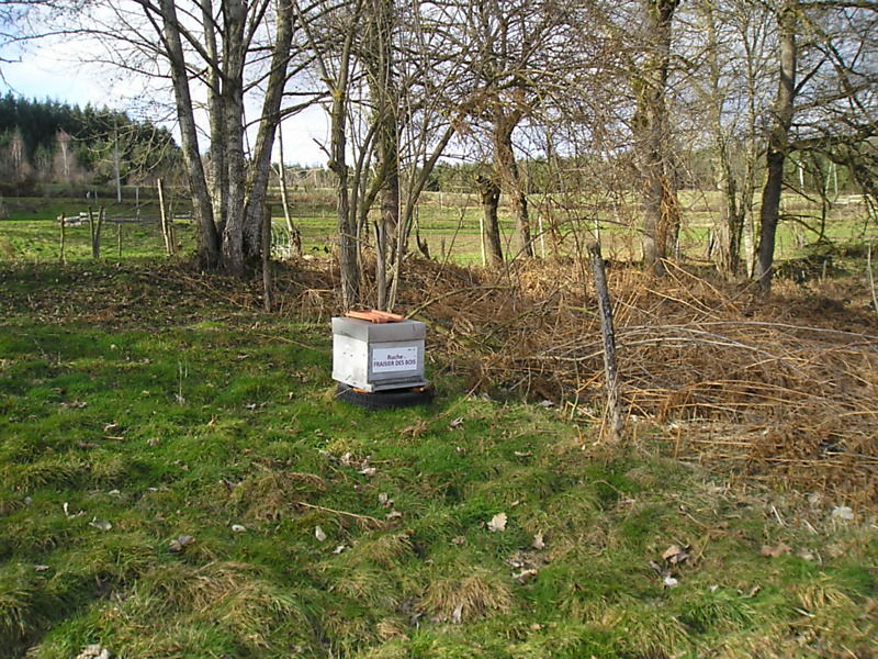 La ruche Fraisier des bois