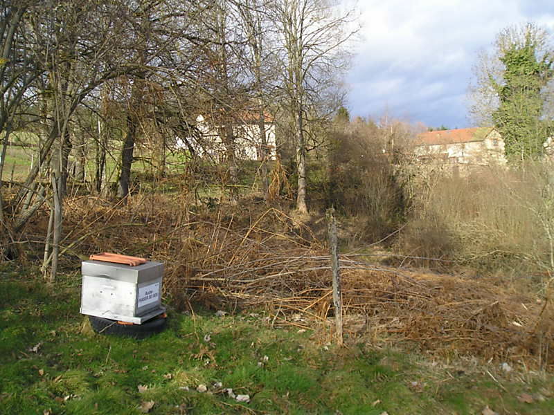 La ruche Fraisier des bois