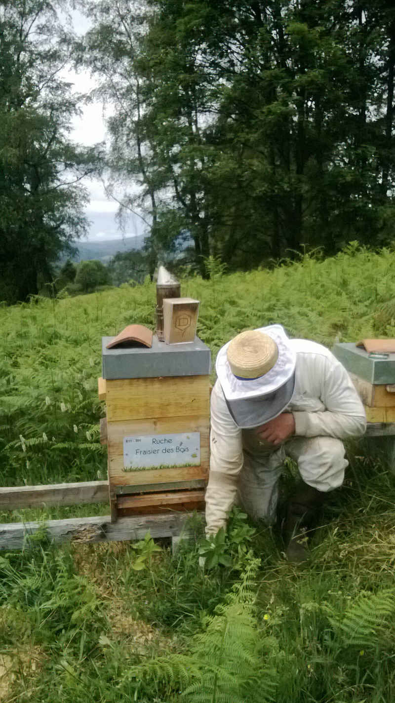 La ruche Fraisier des bois