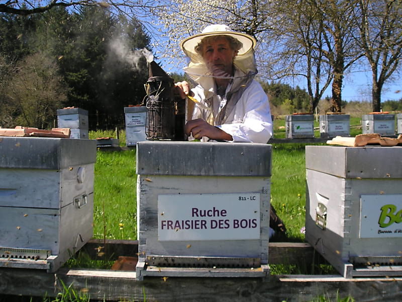 La ruche Fraisier des bois