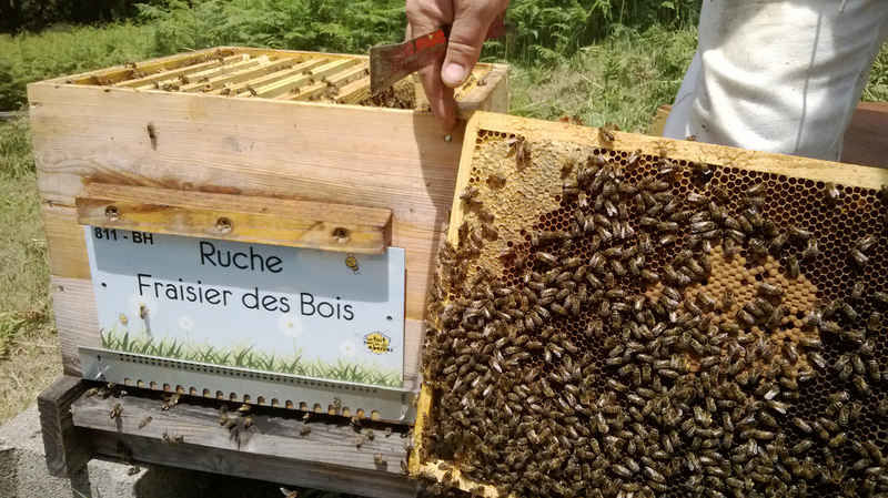 La ruche Fraisier des bois