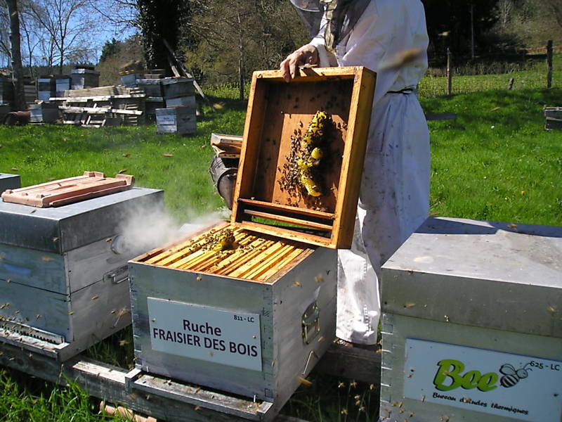 La ruche Fraisier des bois
